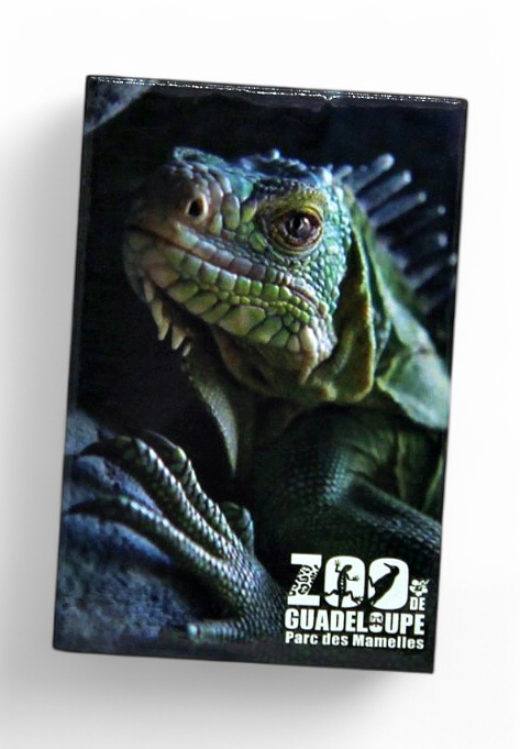 Magnet Image PDM Iguane