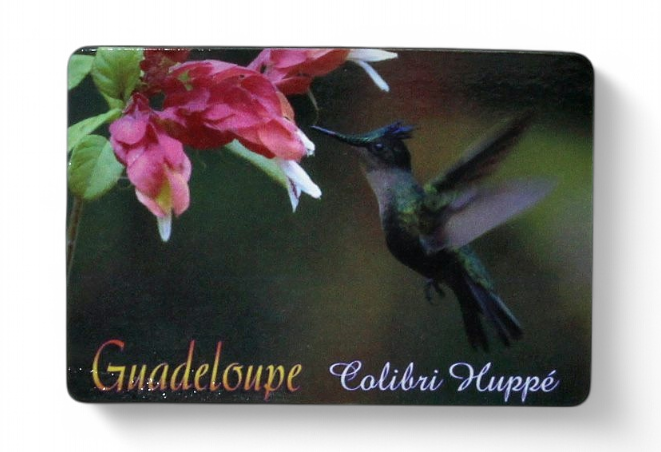 Magnet Image GP Colibri Huppe