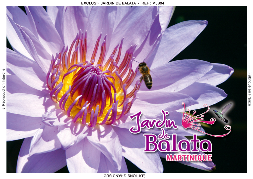 Magnet Image JDB Fleurs De Nimphea