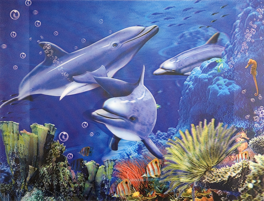 3D Poster Dolphins