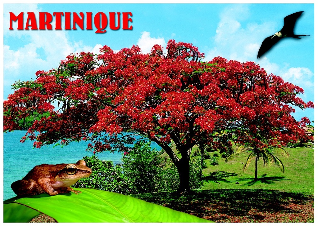 CP 12x17 MQ 3D Flamboyant M3D05