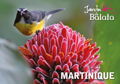 CP 10X15 JDB - Sucrier/Rose De PorcelainMJB027